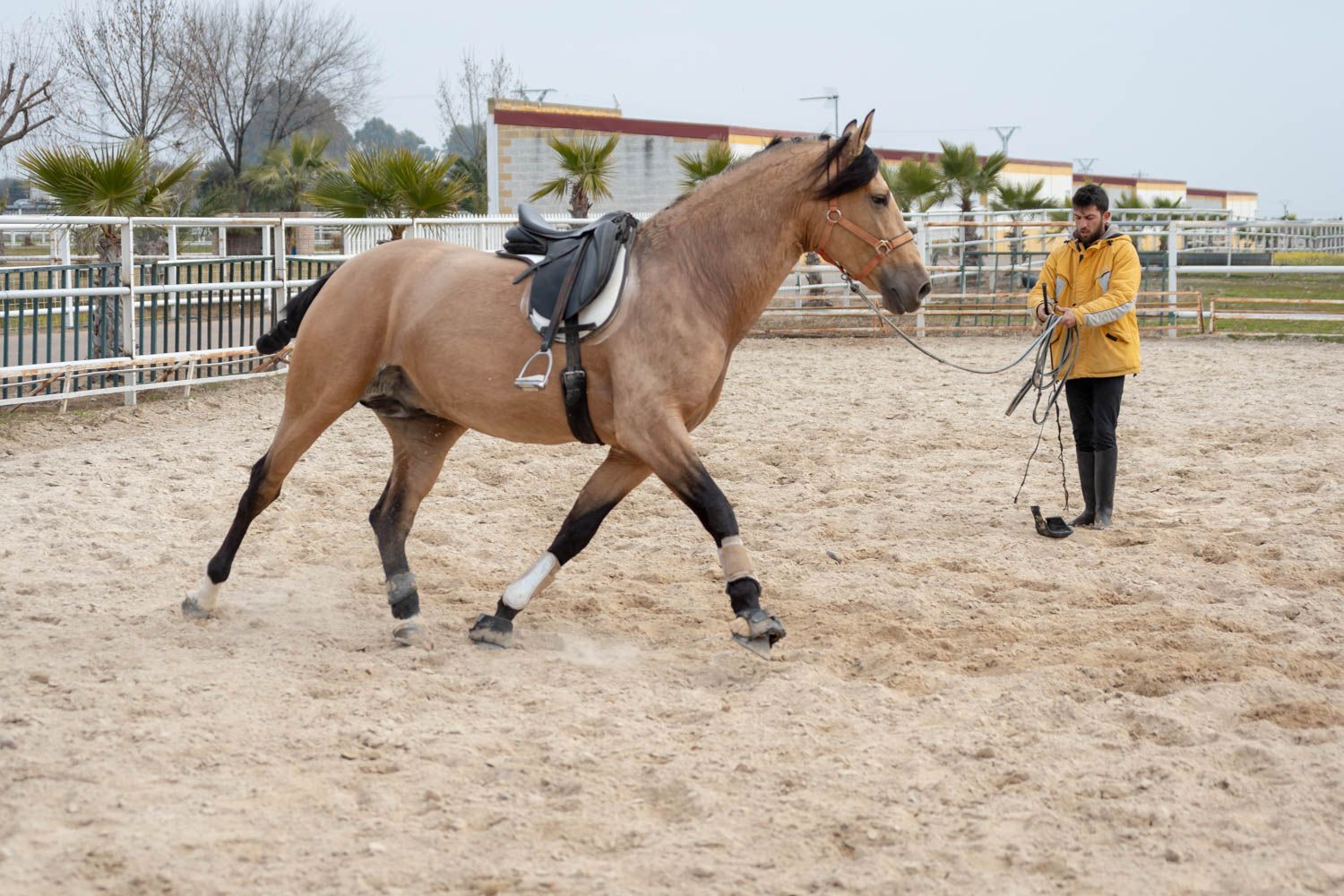 Merida, Spain - January 16 , 2019 Young cowboy training his hors