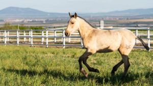 Horse-214
