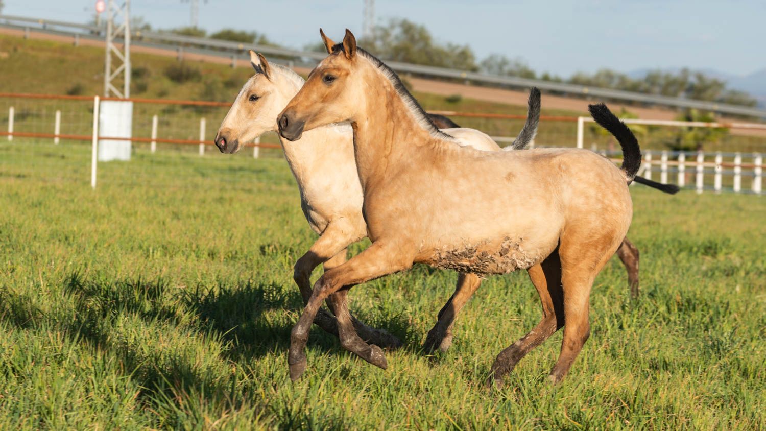 Horse-299