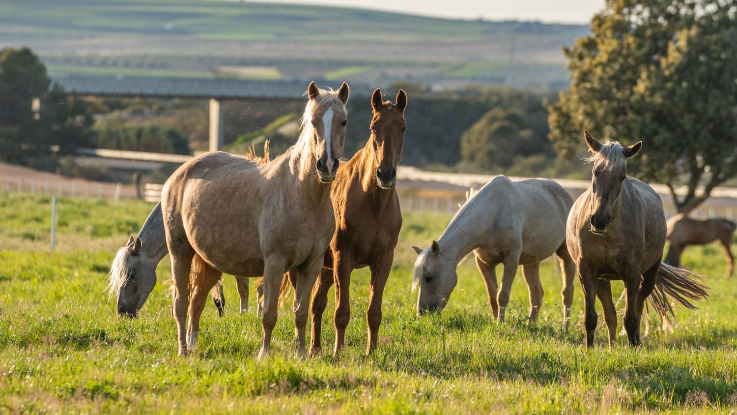 Horse-754
