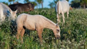horse2-195