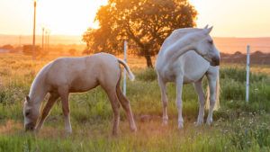 horse2-810