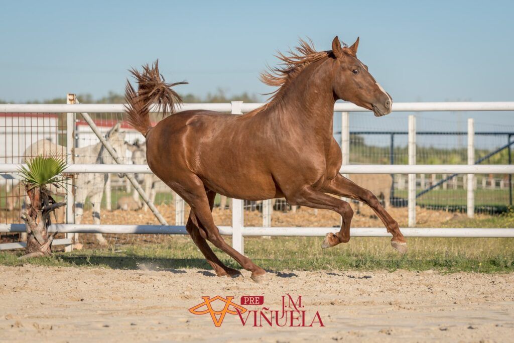 Cavalo de Tróia Süžeeskeem Poolt viniciusjun